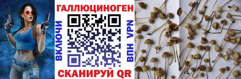 Псилоцибиновые грибы прущие грибы  сколько стоит  Уварово 